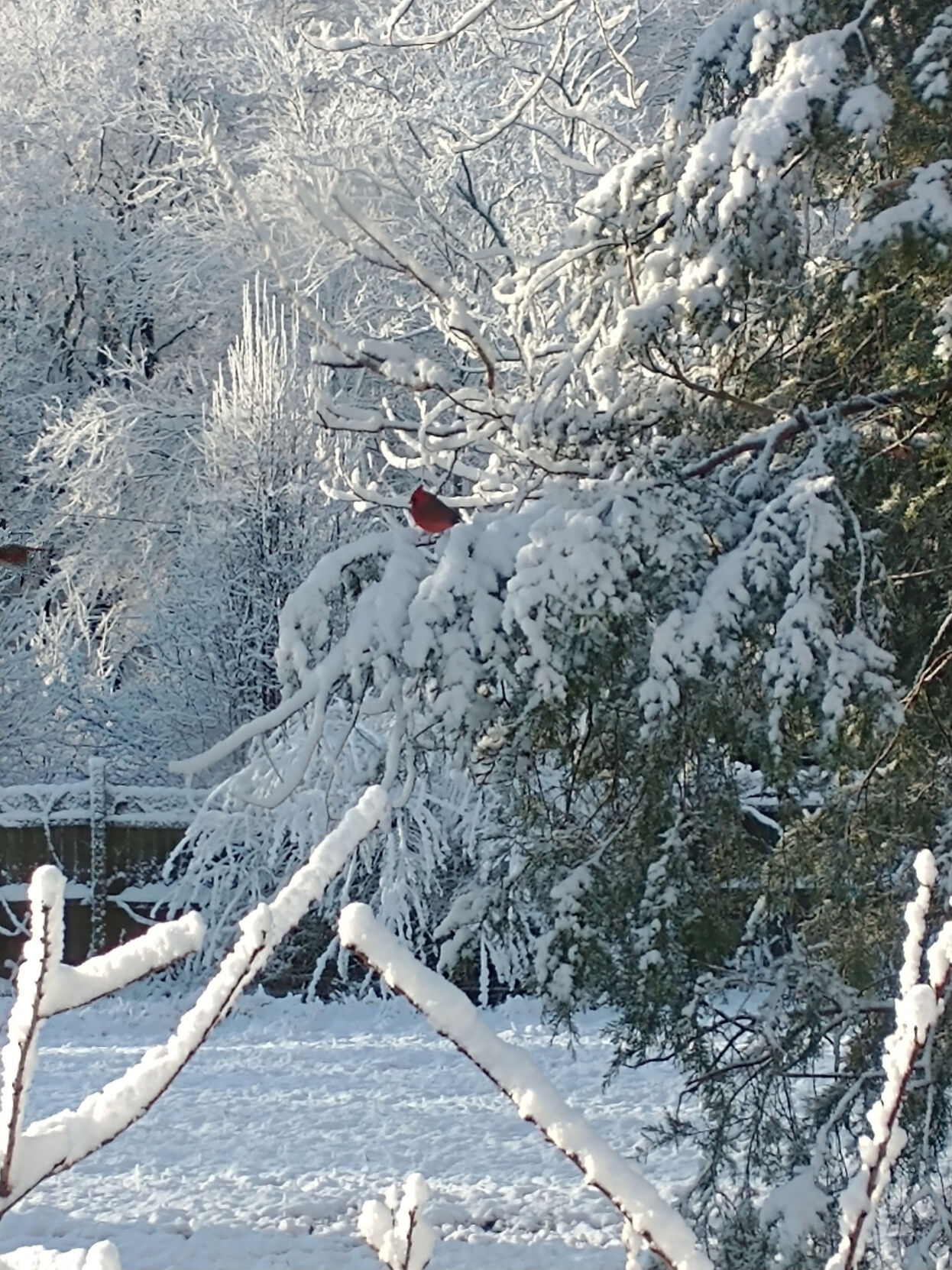 Snow